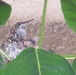 mom and baby hummers3 3-12-16 - Copy.JPG